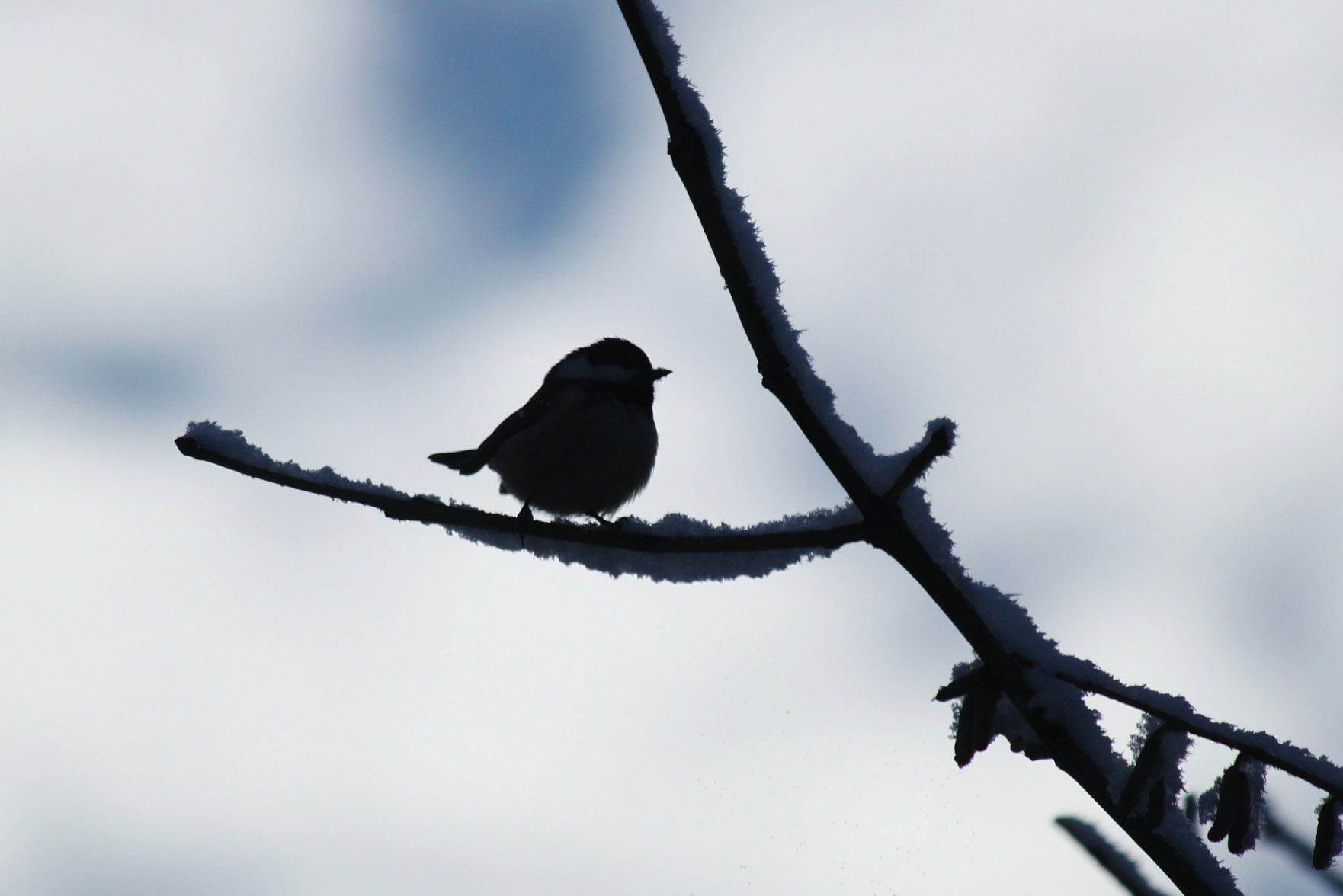 bird in snow